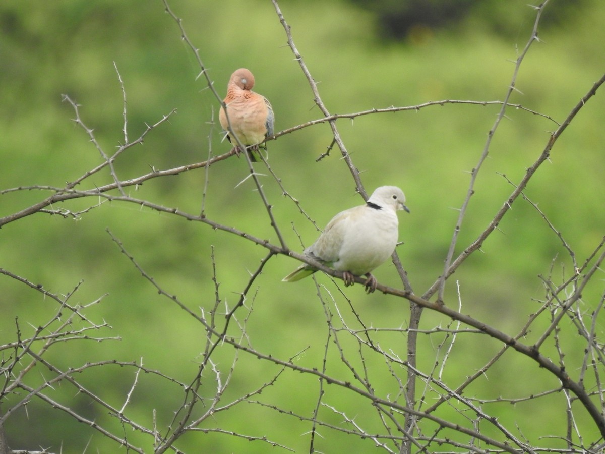 Eurasian Collared-Dove - Ajinkya  Supekar