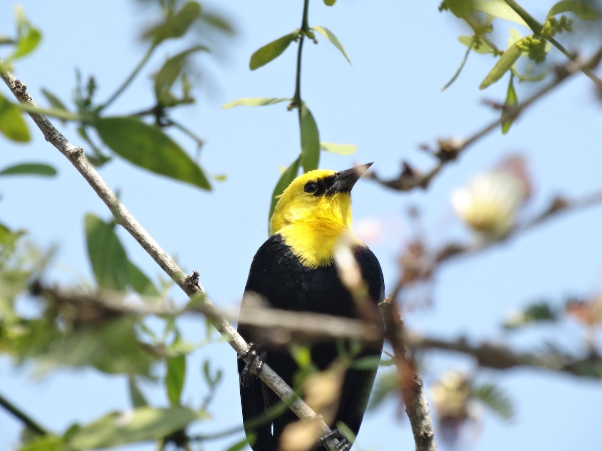 Yellow-hooded Blackbird - ML25893471