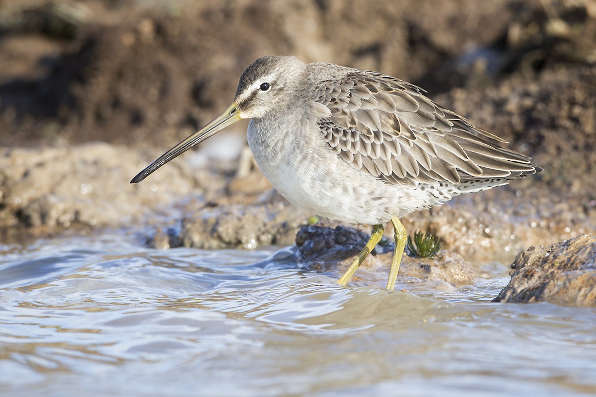 Long-billed Dowitcher - Jeff Dyck