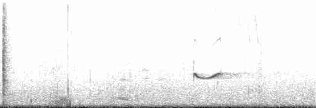 Gray-tailed Tattler - ML258936451