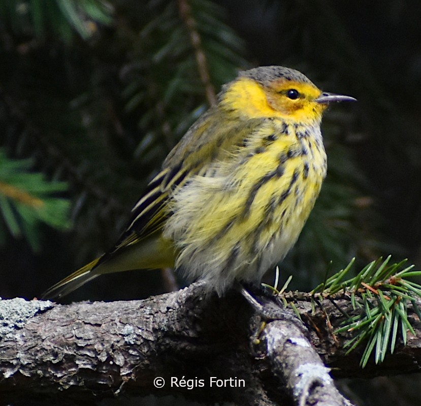 Cape May Warbler - ML258942111