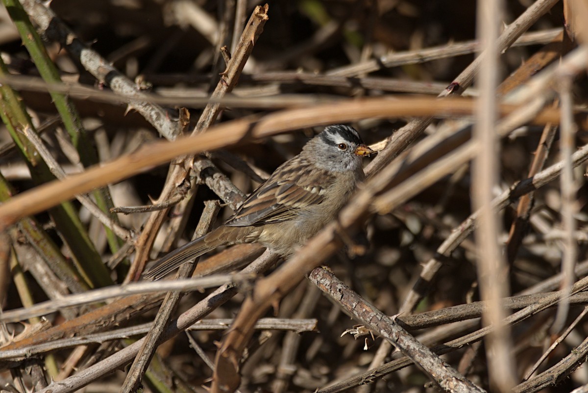 White-crowned Sparrow - ML258943561