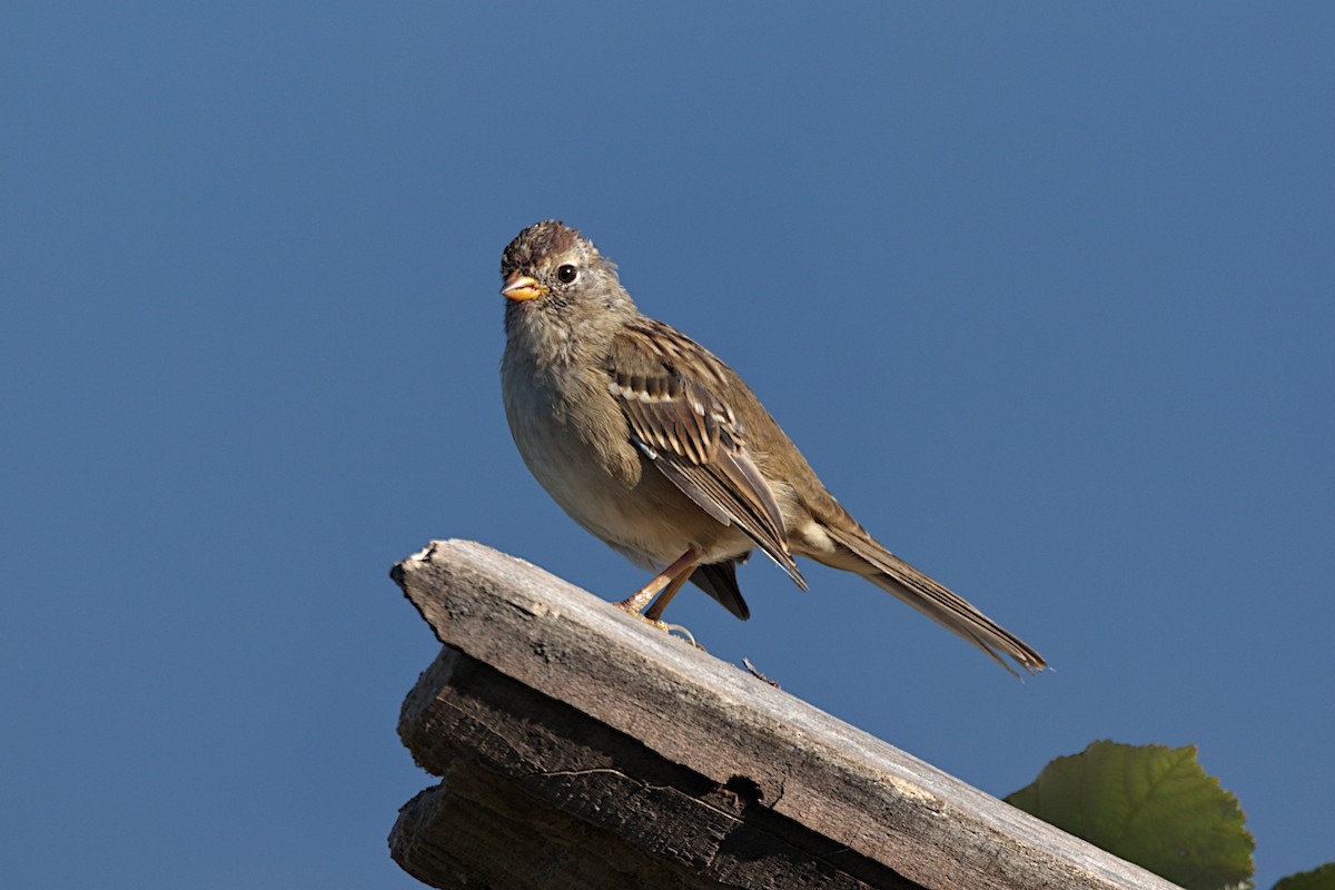 White-crowned Sparrow - ML258943571