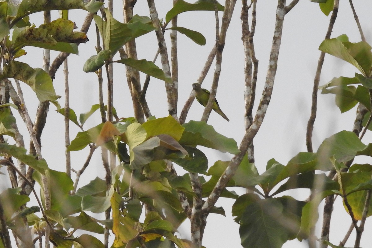 Brown-throated Parakeet - Judith Ellyson
