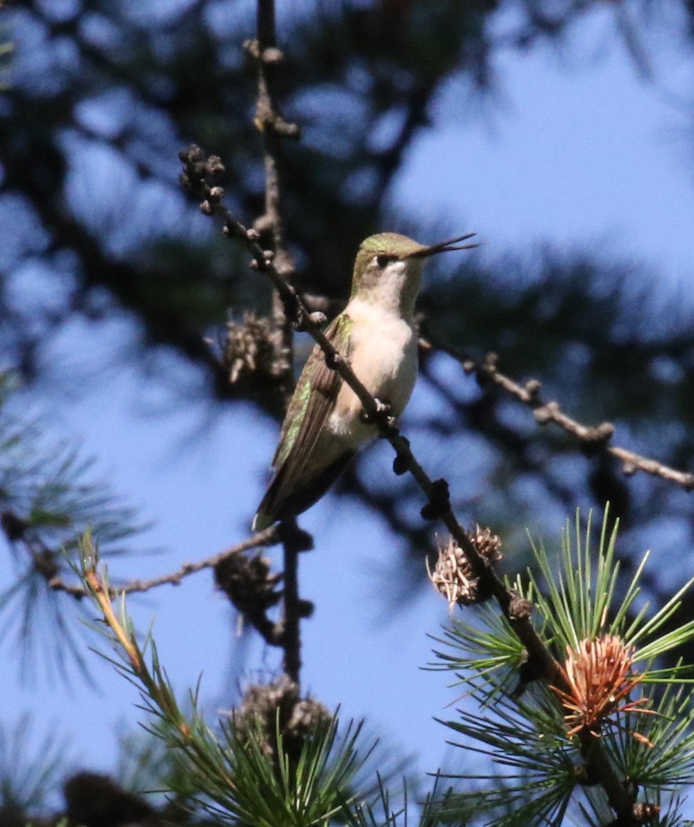 Black-chinned Hummingbird - ML258946511