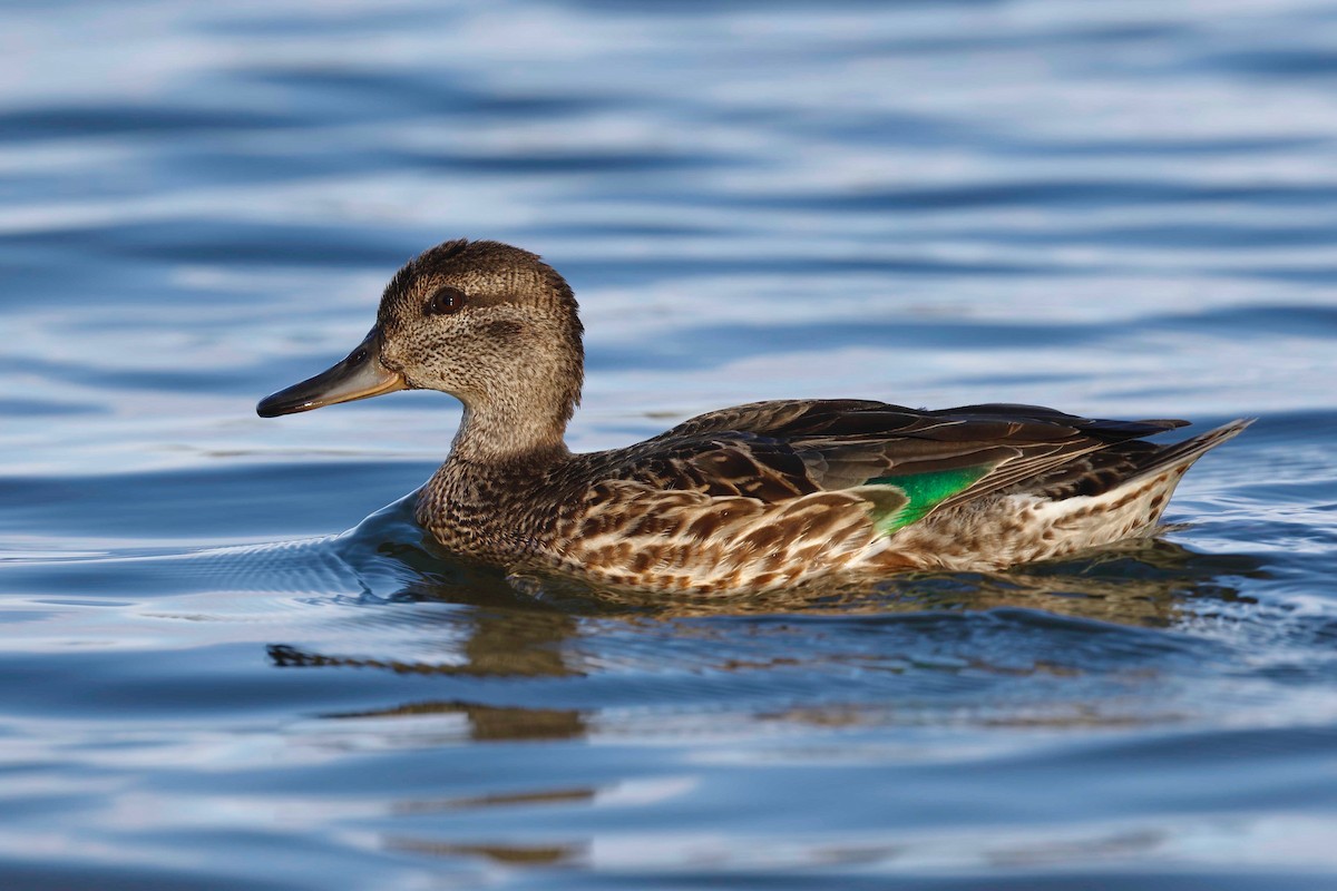 Green-winged Teal - Timo Mitzen