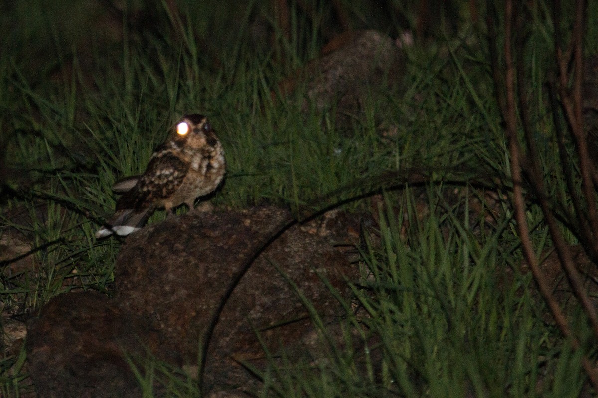 Spot-tailed Nightjar - Jhonathan Miranda - Wandering Venezuela Birding Expeditions