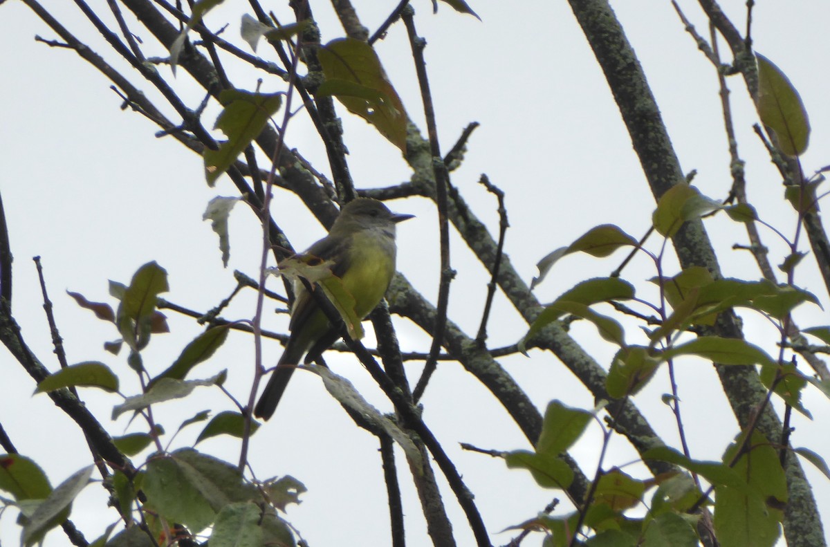 Great Crested Flycatcher - ML258953121