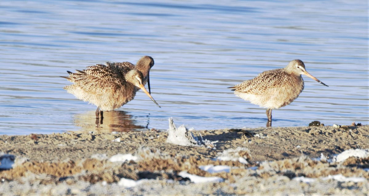 Marbled Godwit - Sue Riffe