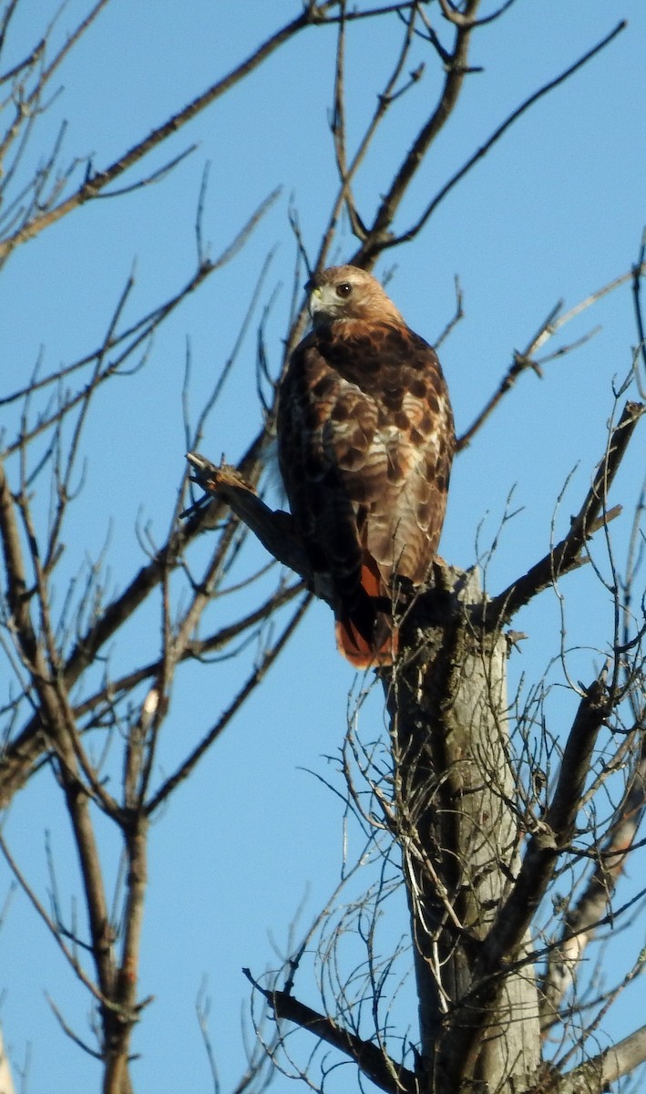 Red-tailed Hawk - ML258961741