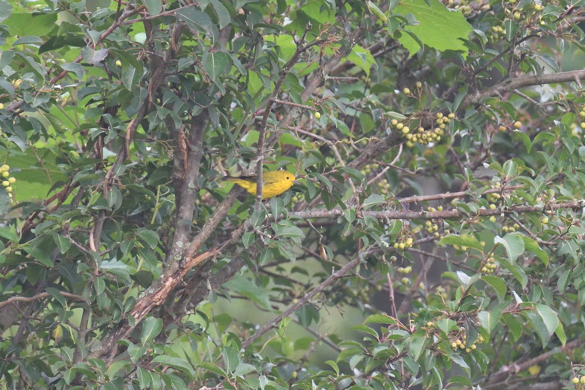 Yellow Warbler - ML258964851
