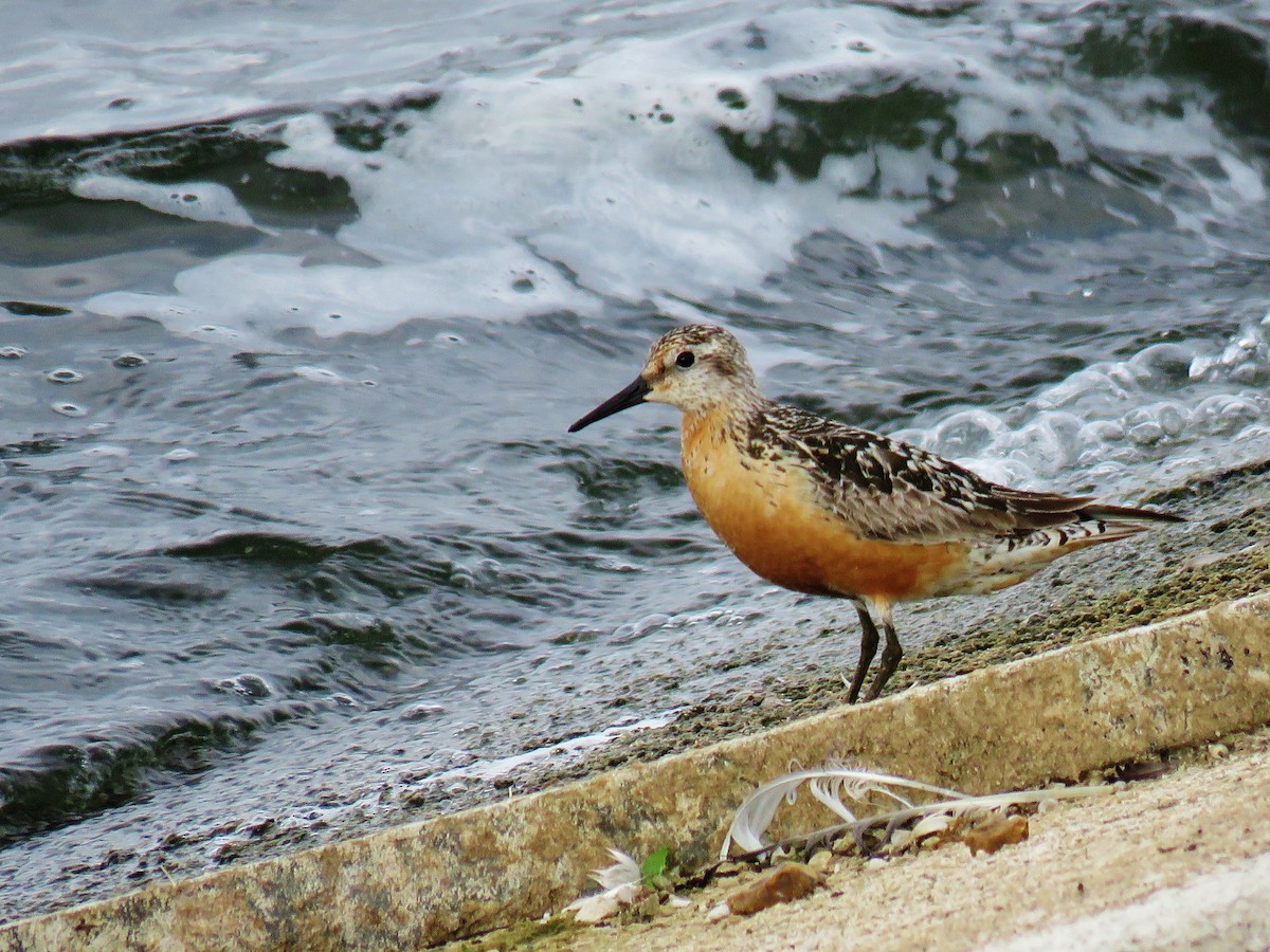 Red Knot - ML258969041
