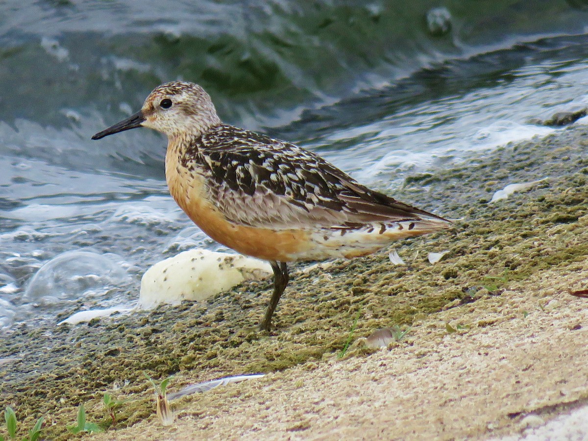 Red Knot - ML258969281