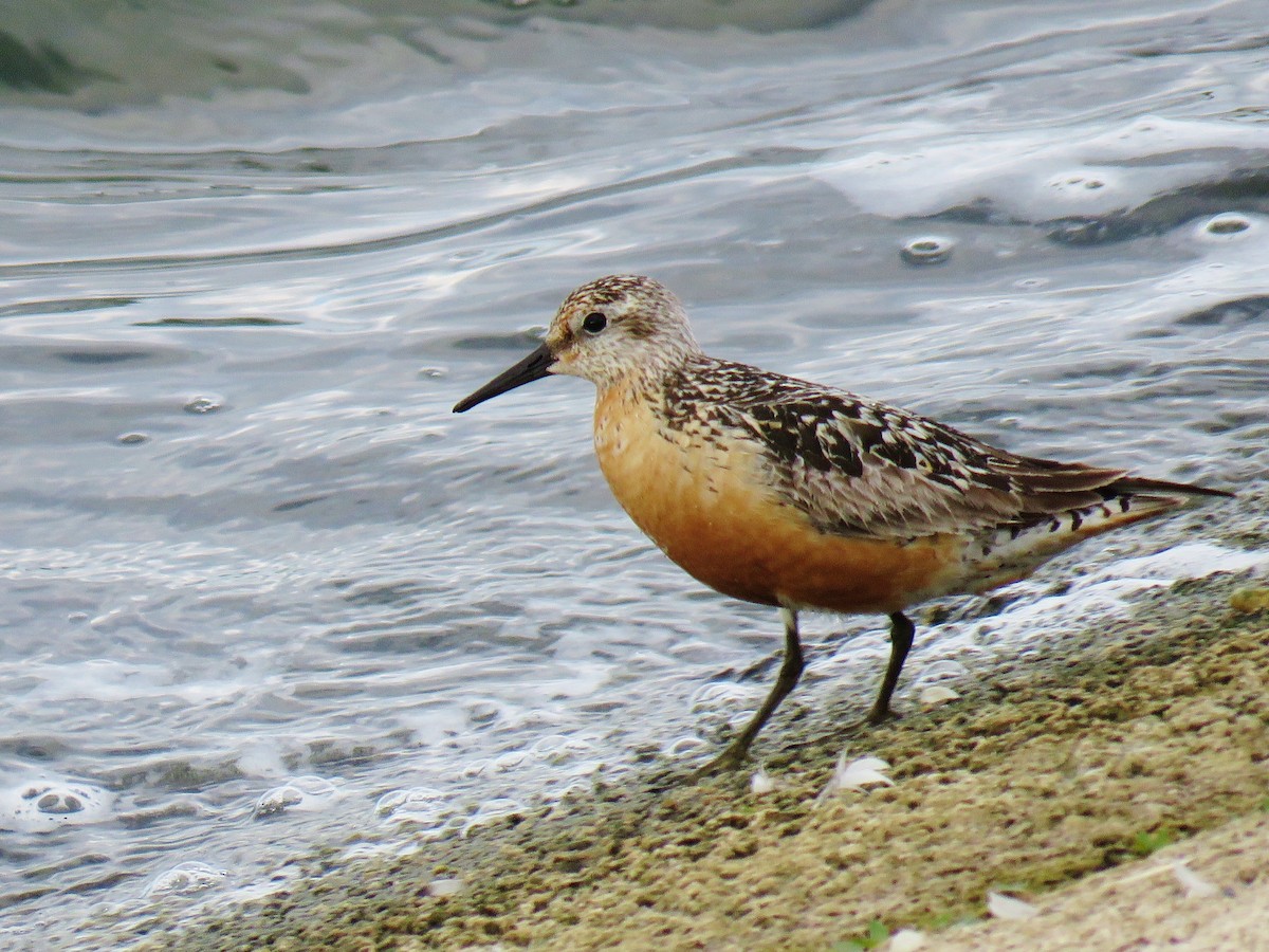 Red Knot - ML258969301