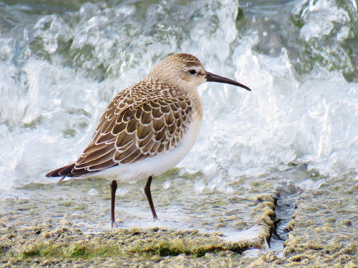 Curlew Sandpiper - Thomas Gibson