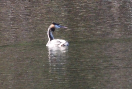 Great Crested Grebe - ML258971891