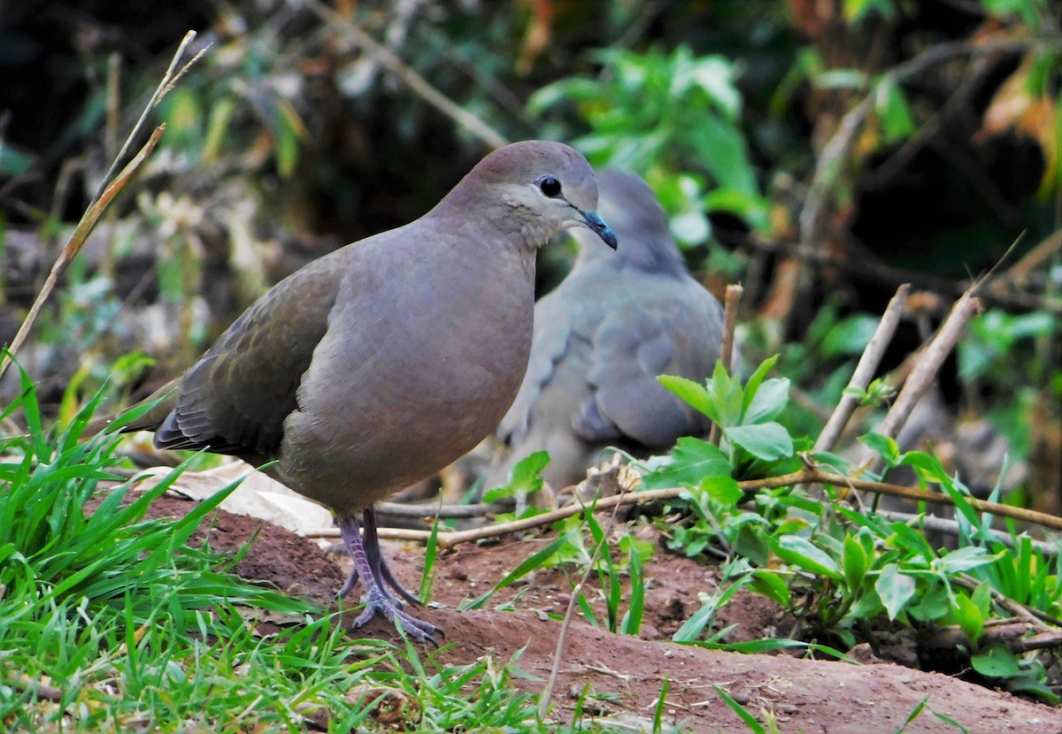 Large-tailed Dove - Nicolás Bejarano