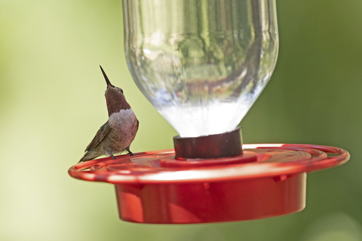 Broad-tailed Hummingbird - ML258977931