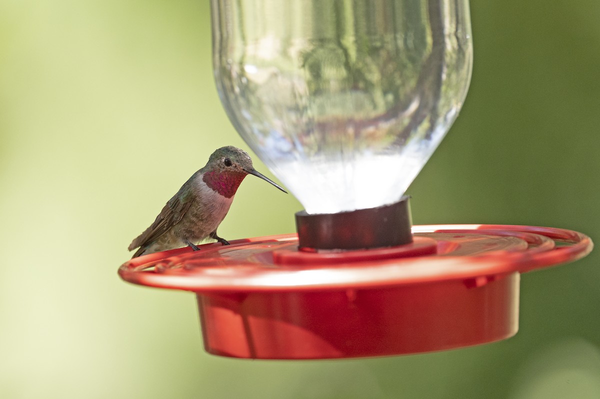 Broad-tailed Hummingbird - ML258977951