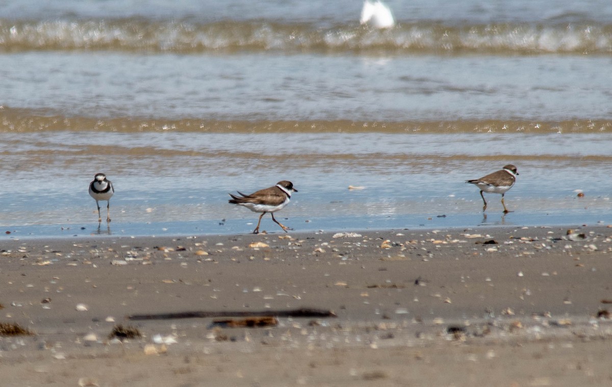 Semipalmated Plover - ML258979741