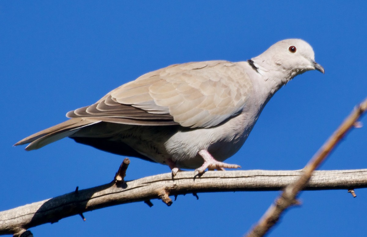 Eurasian Collared-Dove - Trey Rogers