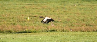 Black-bellied Whistling-Duck, ML258981741
