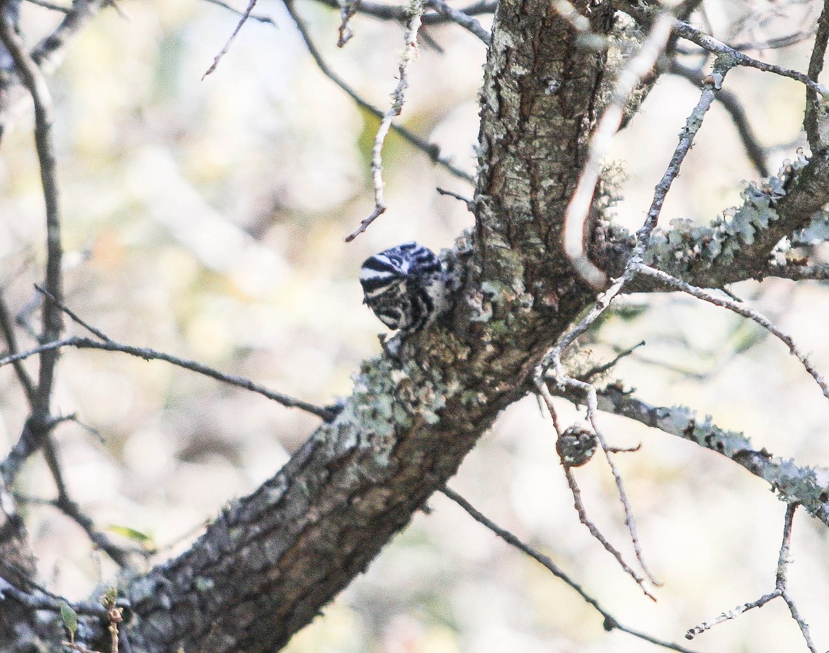 Black-and-white Warbler - ML25898301