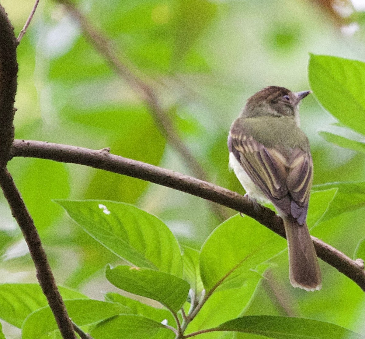 Sepia-capped Flycatcher - ML25899121