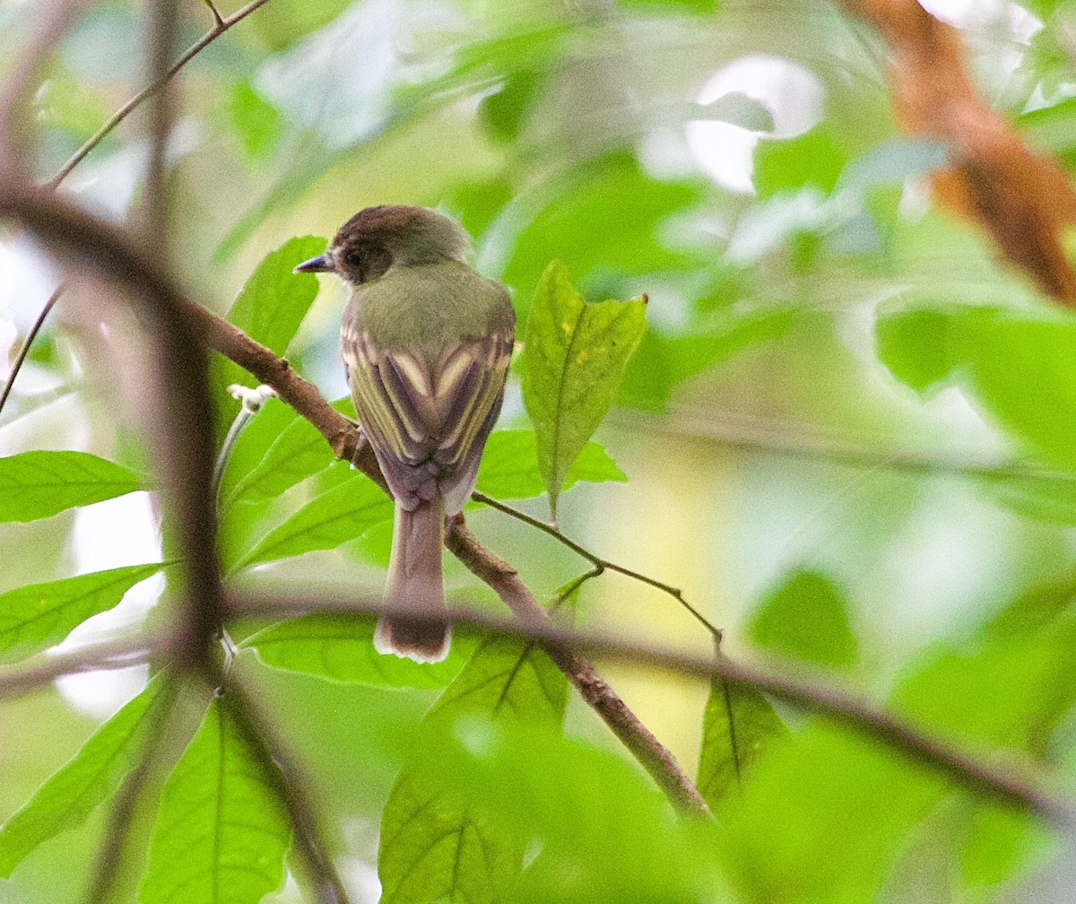 Sepia-capped Flycatcher - ML25899131