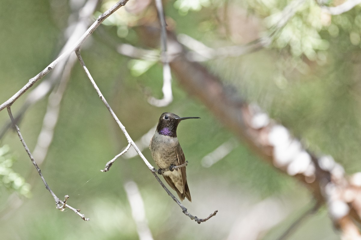 Black-chinned Hummingbird - ML258991661