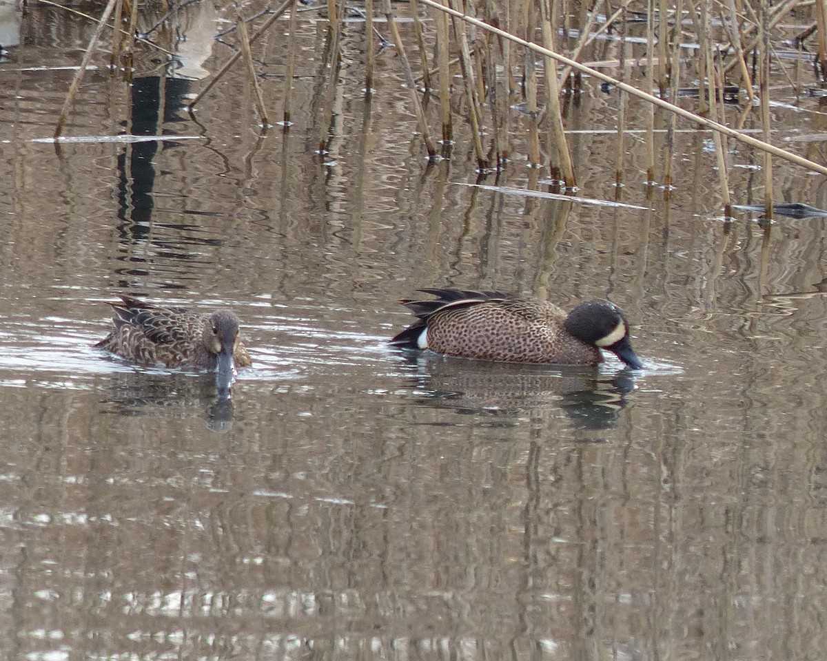 Blue-winged Teal - ML25899441