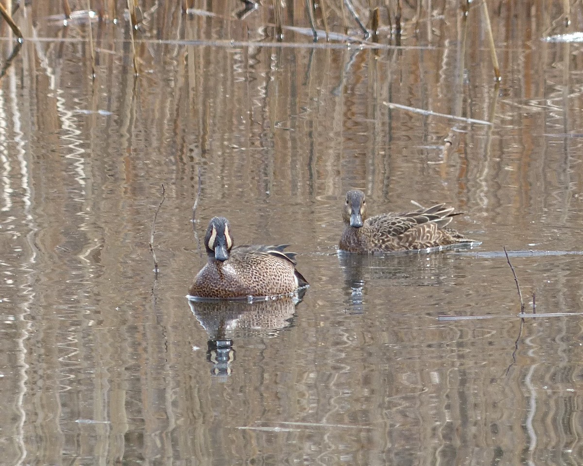 Blue-winged Teal - ML25899461