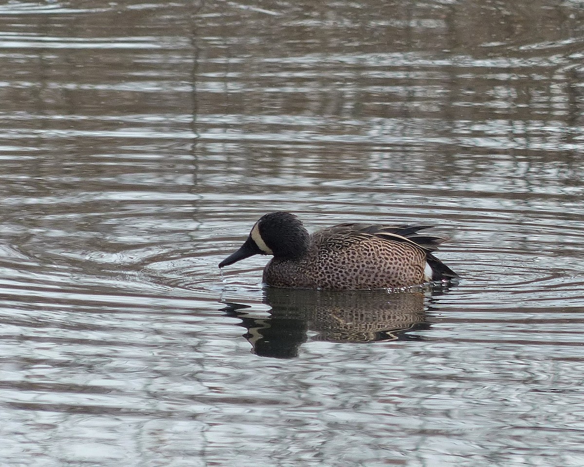 Blue-winged Teal - ML25899471