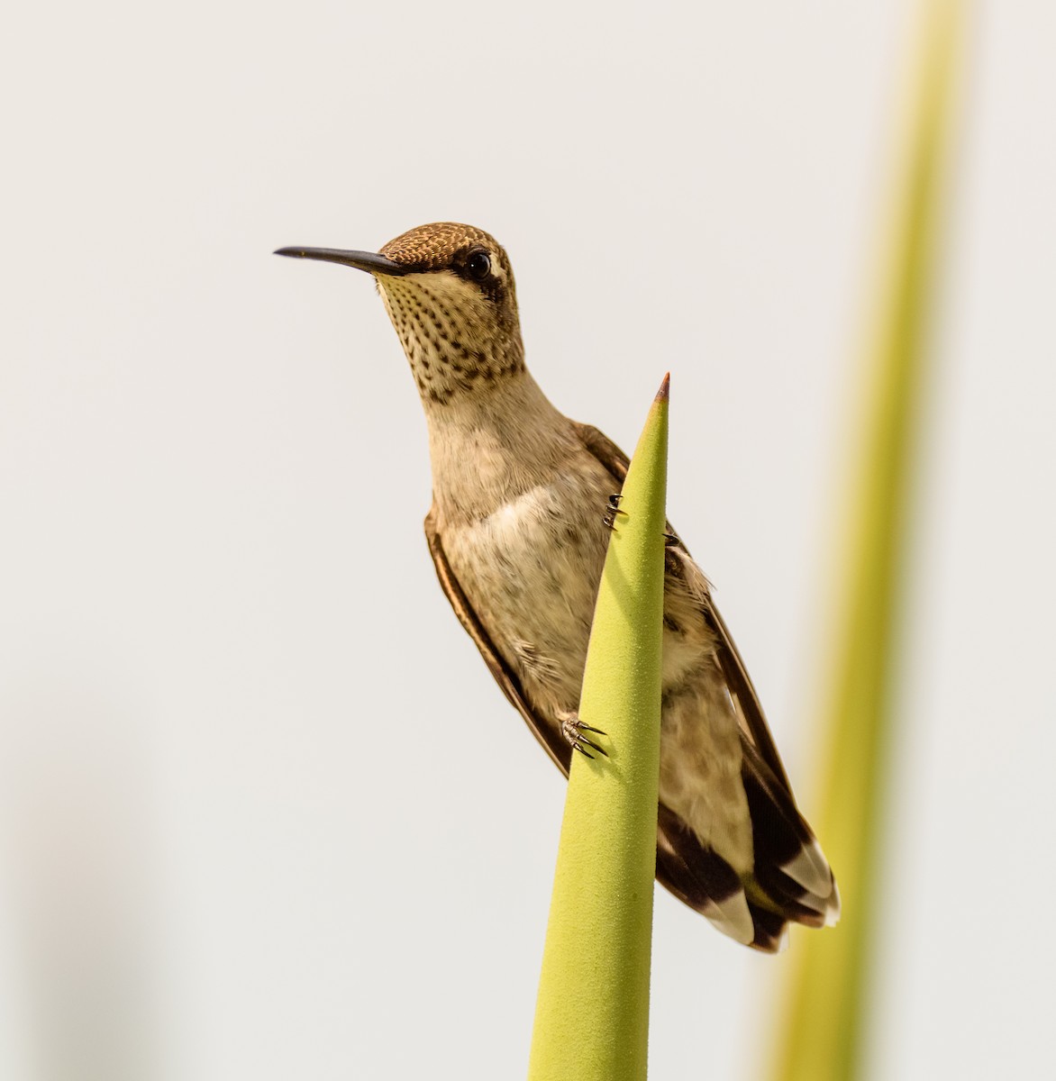 Black-chinned Hummingbird - Scott Holt
