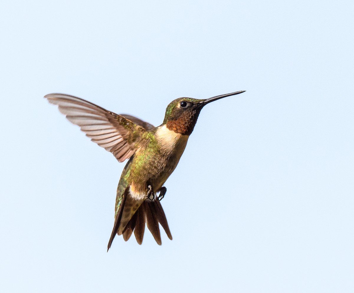 Ruby-throated Hummingbird - Scott Holt