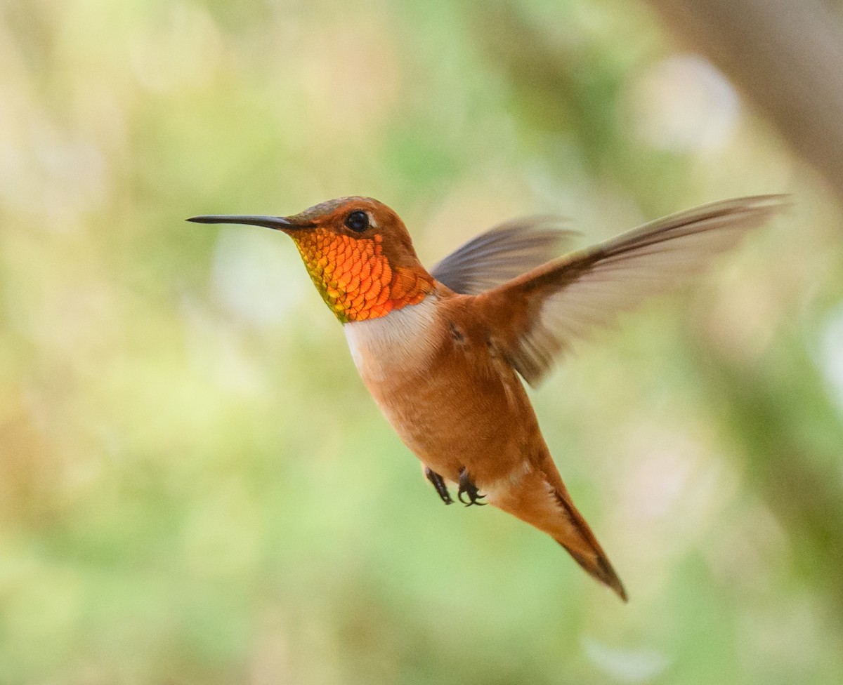 Rufous Hummingbird - Scott Holt