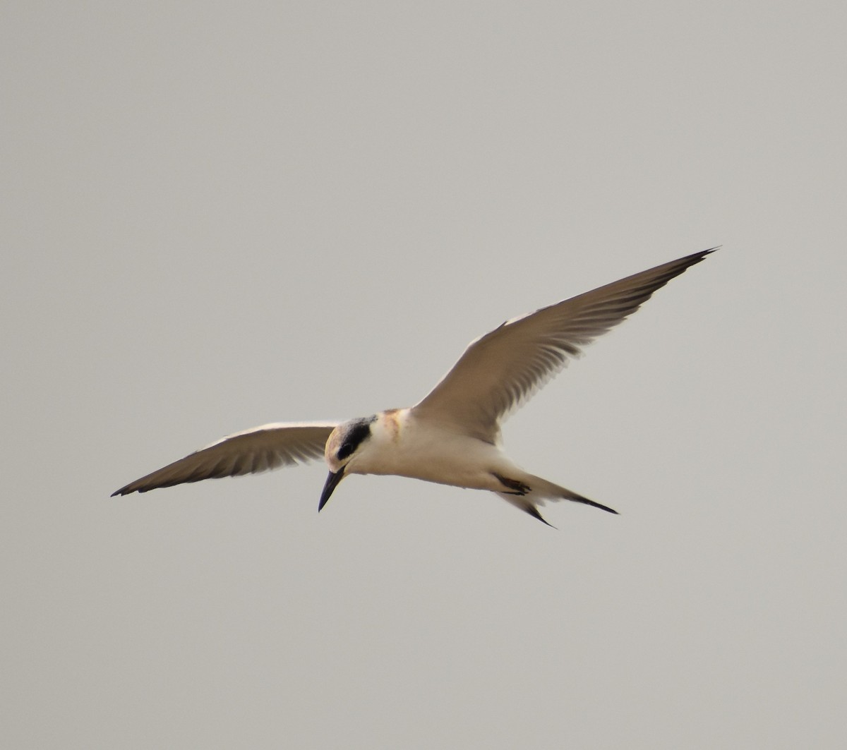 Forster's Tern - Peter Olsoy