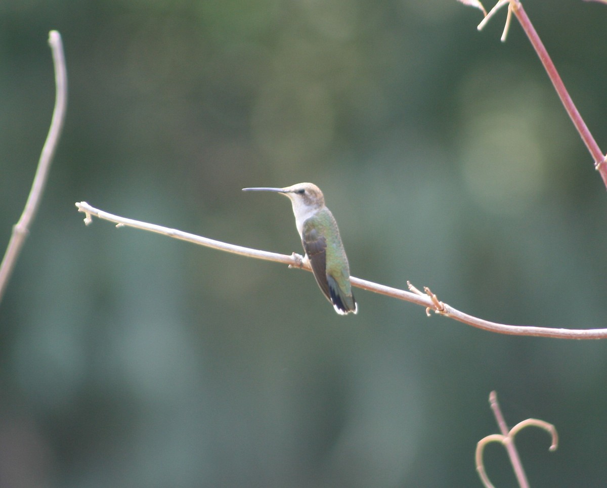 Black-chinned Hummingbird - ML259001751