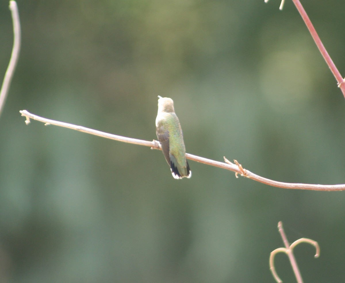 Black-chinned Hummingbird - ML259001941