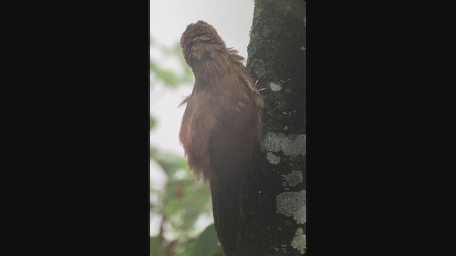 Strong-billed Woodcreeper - ML259004121