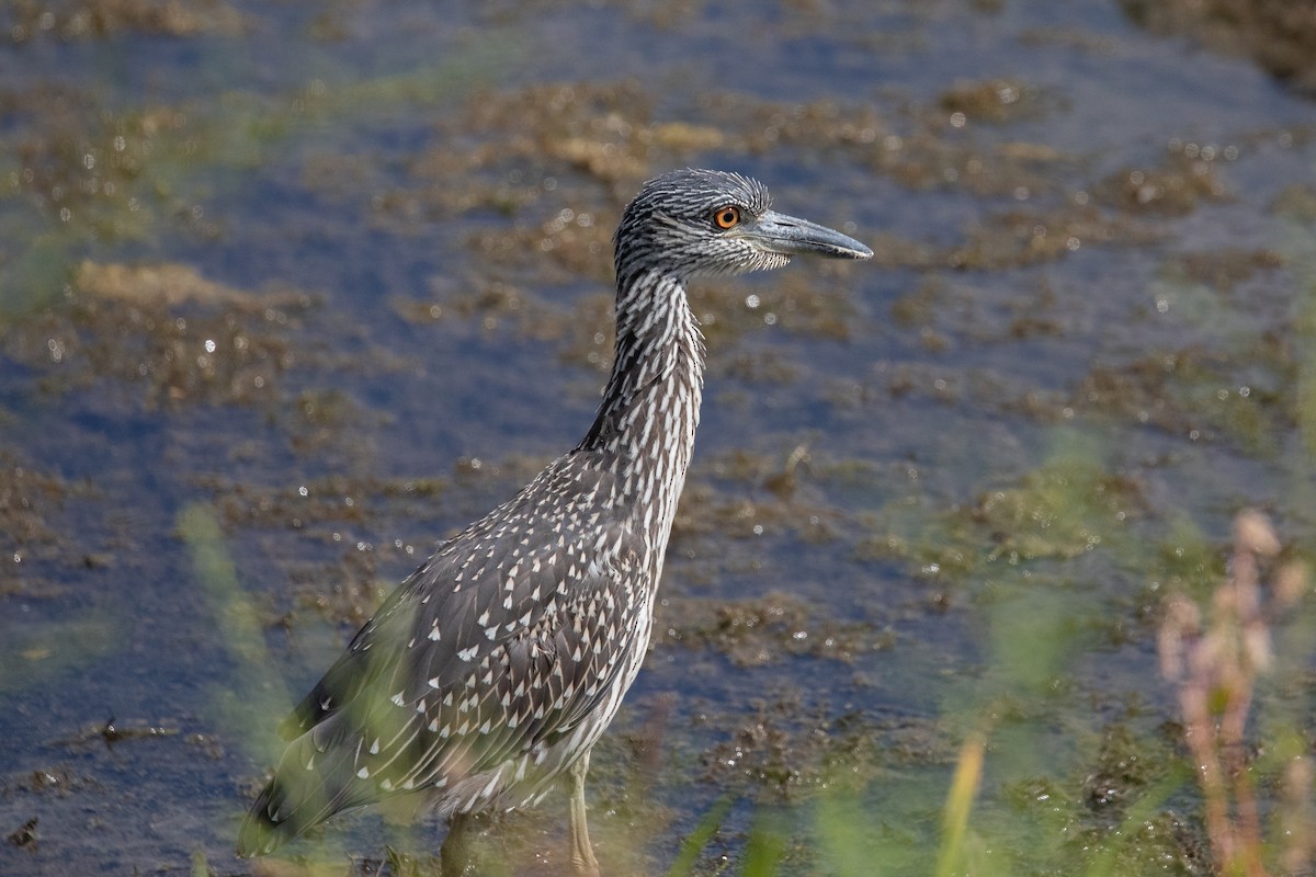 Yellow-crowned Night Heron - Richard and Marie  Ary