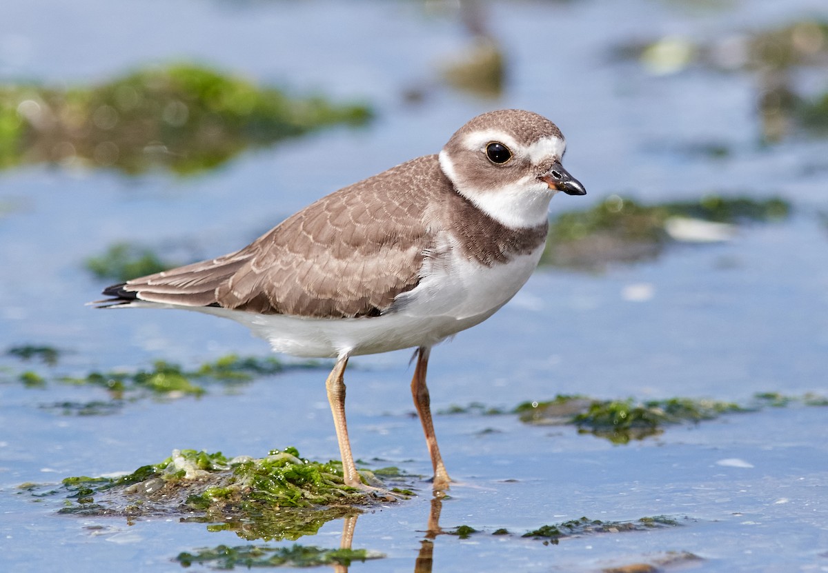 Semipalmated Plover - Patrice St-Pierre