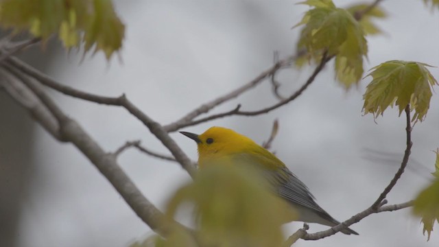 Prothonotary Warbler - ML259008511