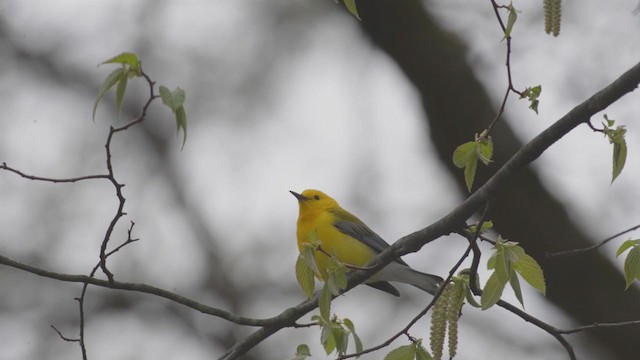 Prothonotary Warbler - ML259008671