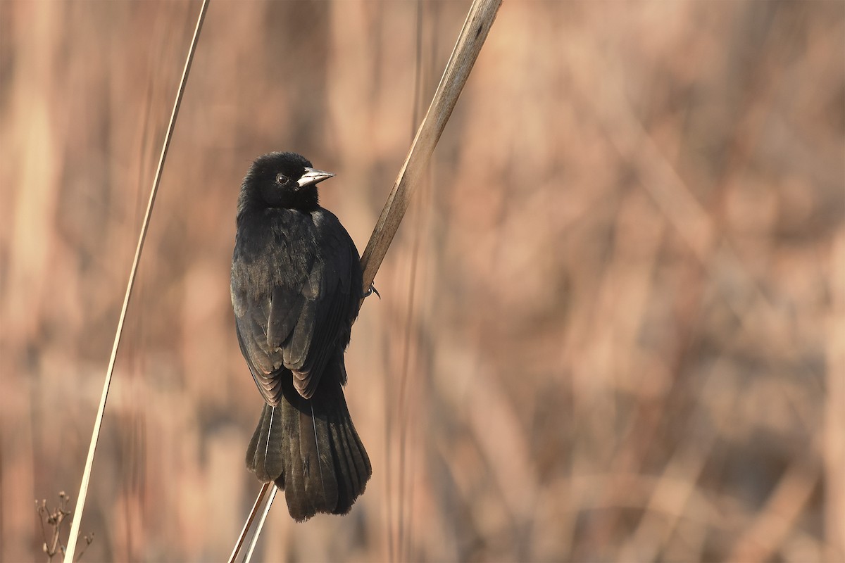 Unicolored Blackbird - Mauricio  Silvera