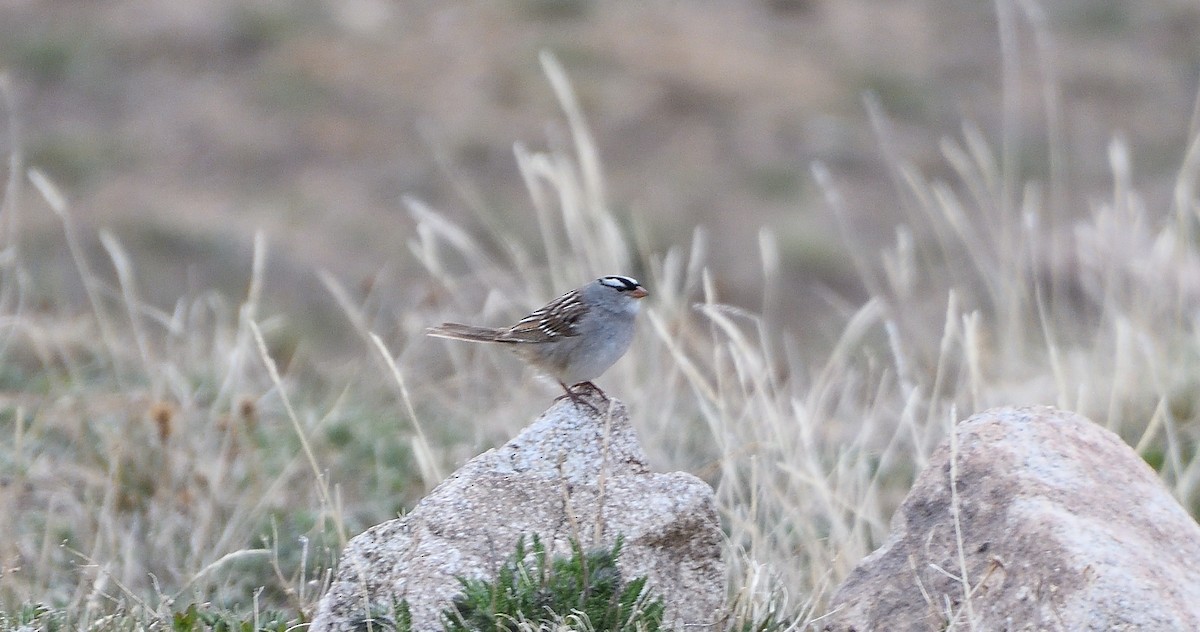 White-crowned Sparrow - ML259012711