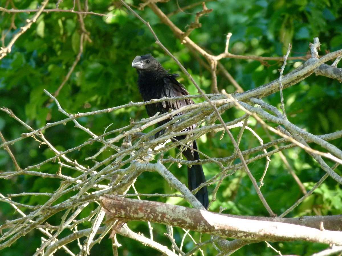 Smooth-billed/Groove-billed Ani - ML259014291