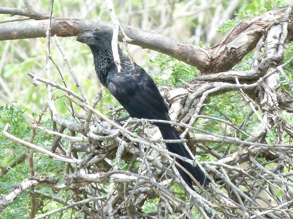 Smooth-billed/Groove-billed Ani - ML259014371
