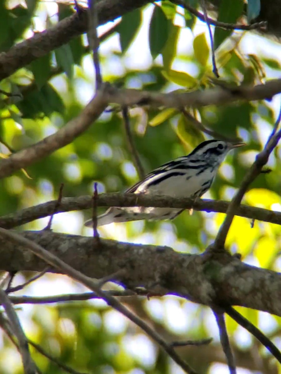 Black-and-white Warbler - ML259015001