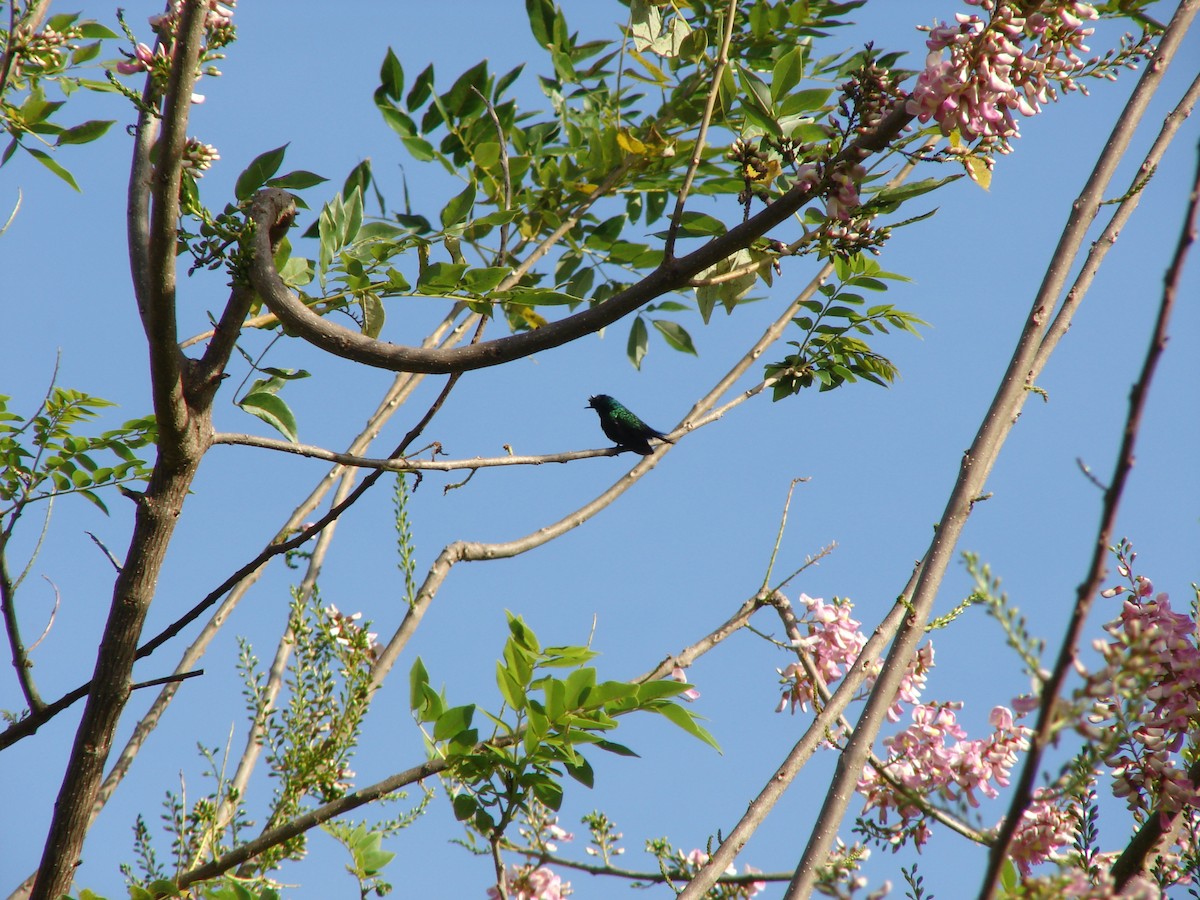 Antillean Crested Hummingbird - Pamela Hunt